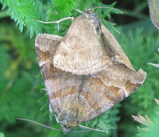 Accoppiamento di Euclidia glyphica e ...?